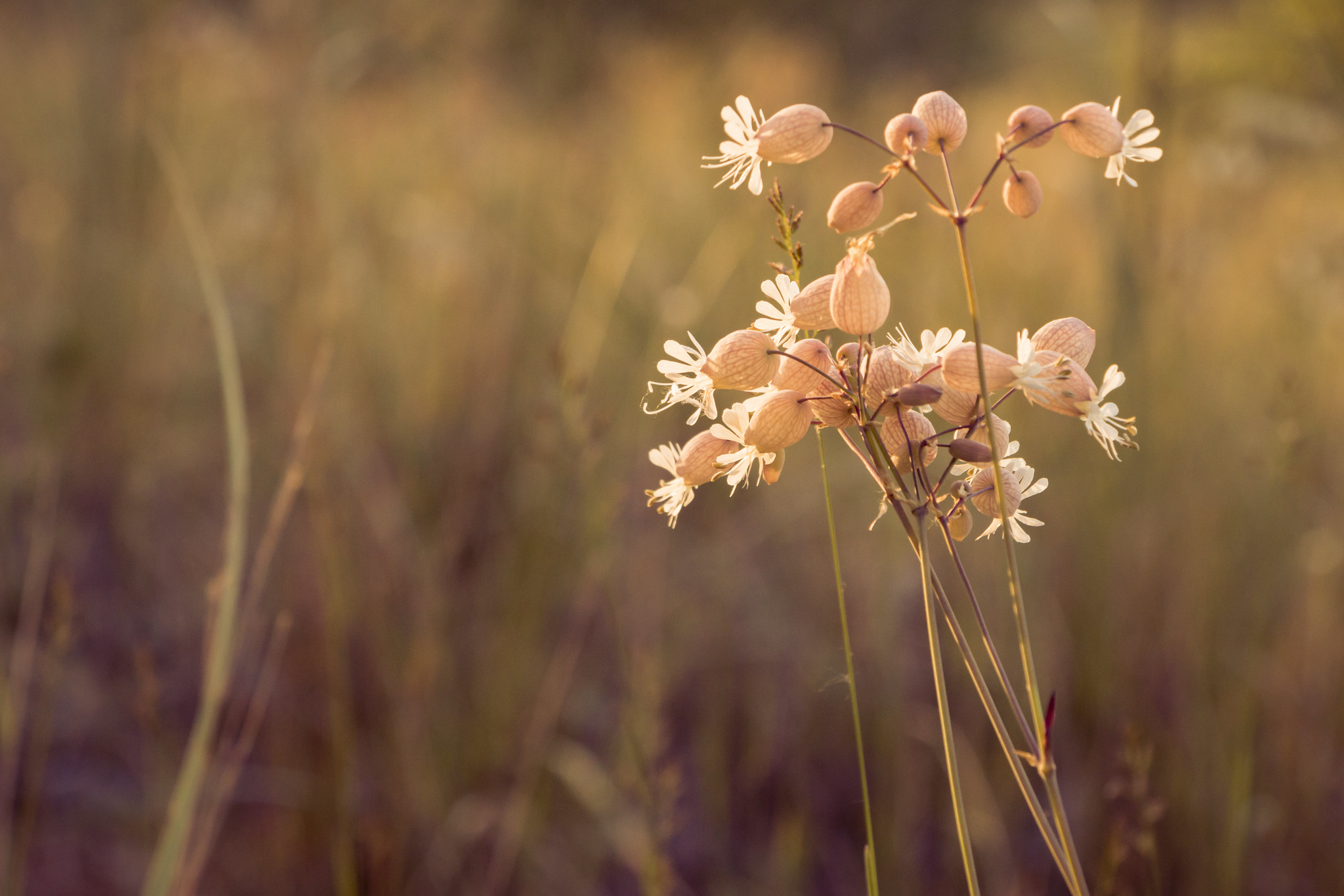 Flower Background